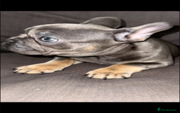 French Bulldog dogs for sale: Stunning French bulldog puppies  - Image 4