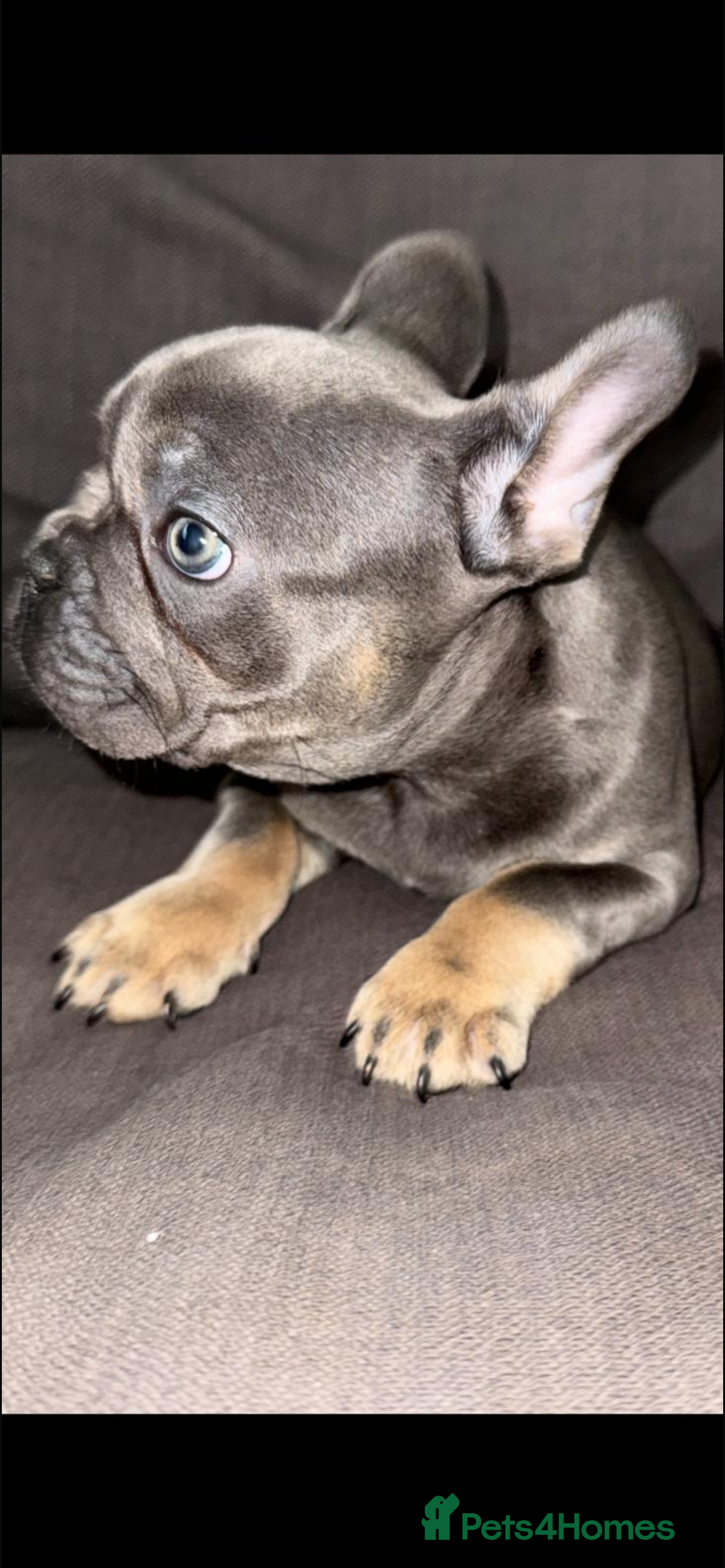 French Bulldog dogs for sale: Stunning French bulldog puppies  - Image 4