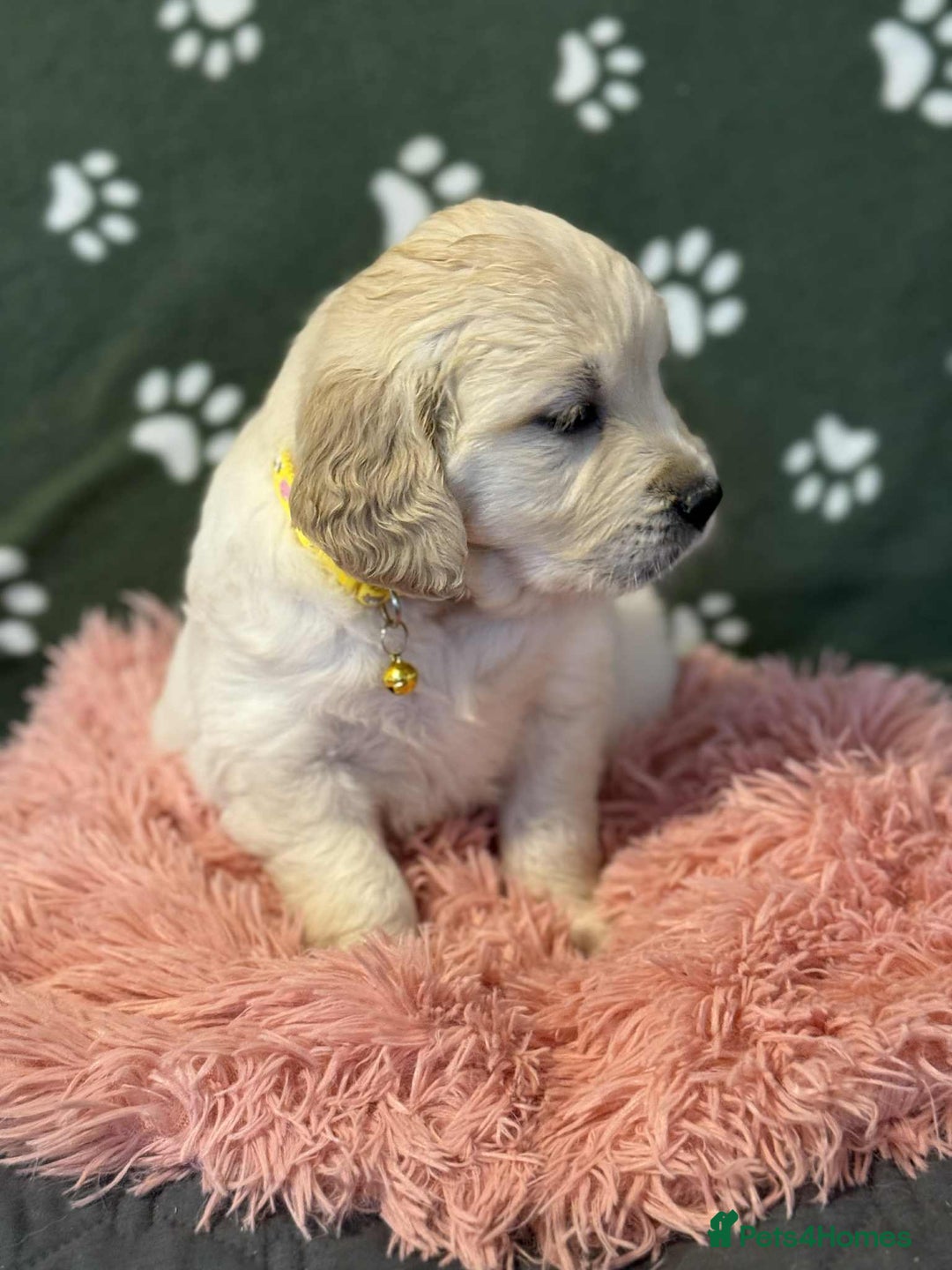 Golden Retriever dogs for sale: Stunning health tested Golden Retriever Puppies  - Advert 18