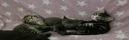 Mixed Breed cats for sale: Beautiful kittens looking for their forever homes  - Advert 17