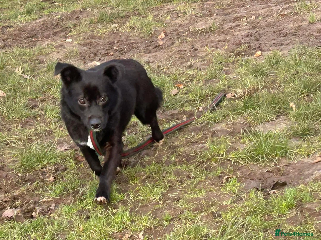 Mixed Breed dogs for adoption: Kimba - Norwich Norfolk  in Norwich - Advert 9