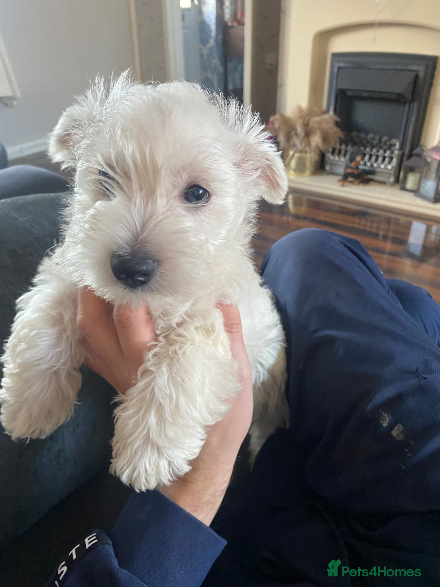 West Highland Terrier dogs for sale: Beautiful Westies - Advert 5
