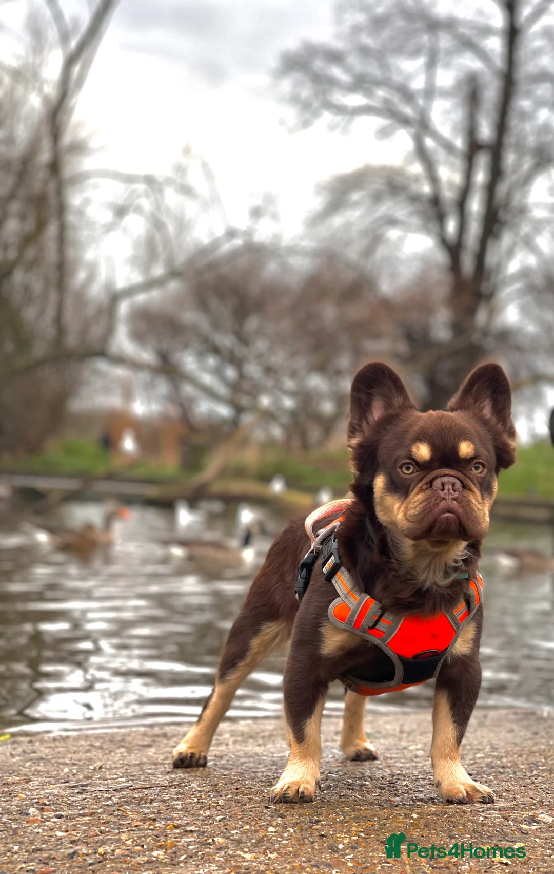 French Bulldog dogs for stud: Super Fluffy, Teddy Bear ! in London - Advert 2