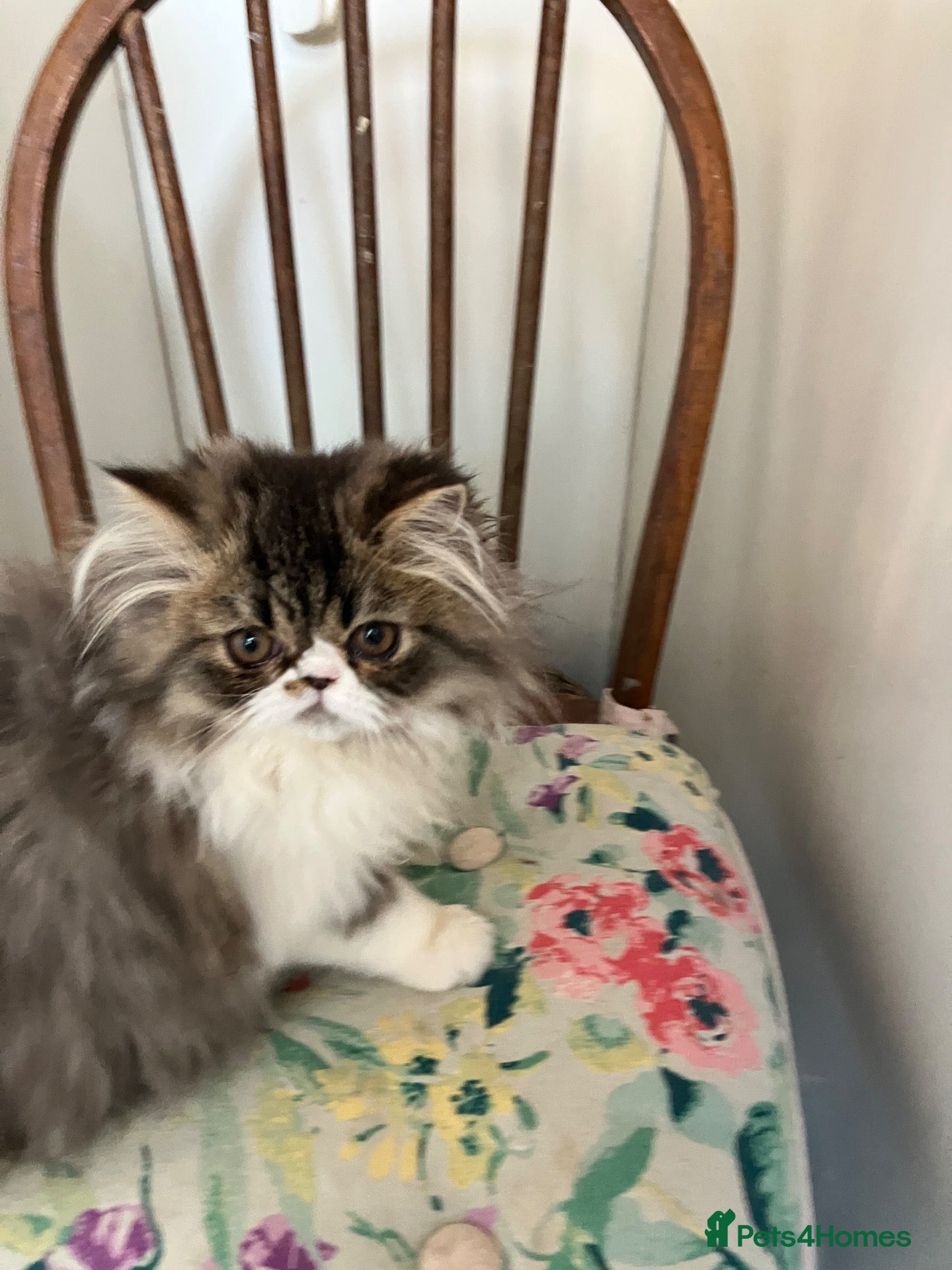 Persian cats for sale: Adorable GCCF registered Male Persian kitten - Advert 1