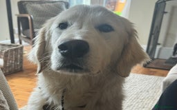 Golden Retriever dogs for sale: 1 year old advanced trained golden retriever  - Image 1