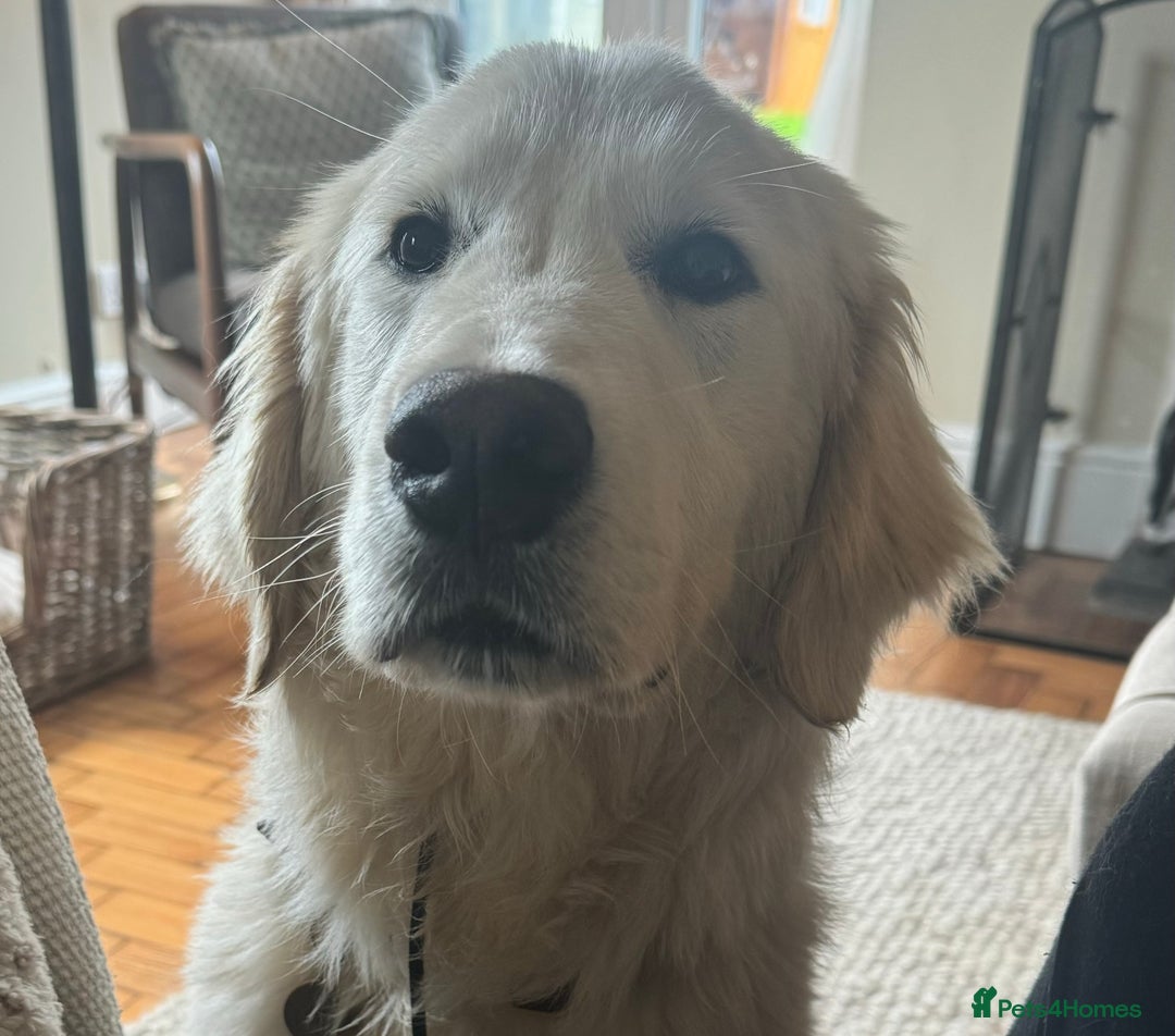 Golden Retriever dogs for sale: 1 year old advanced trained golden retriever  - Image 1