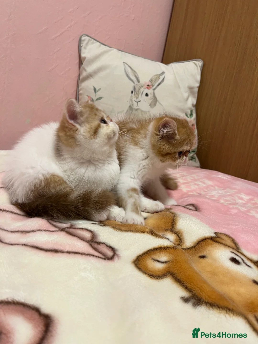 Exotic cats for sale: Exotic kittens  - Advert 18