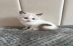 Ragdoll cats for sale: Five Beautiful Pure Breed Ragdoll Kittens🤍 - Image 30