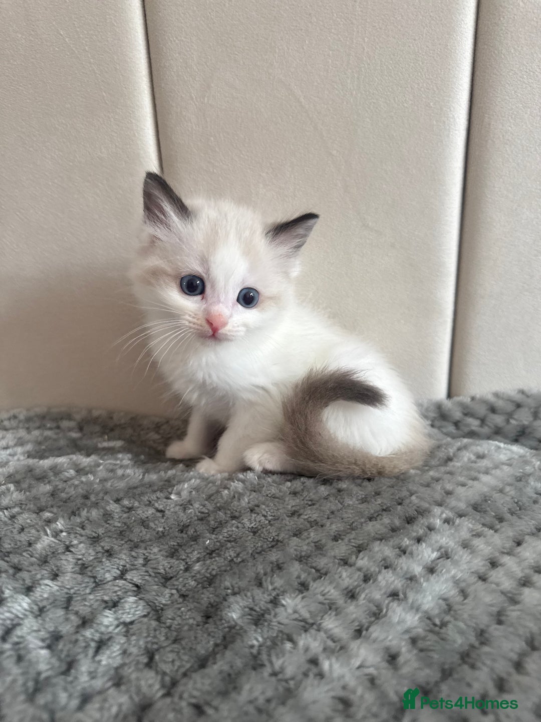 Ragdoll cats for sale: Five Beautiful Pure Breed Ragdoll Kittens🤍 - Image 30
