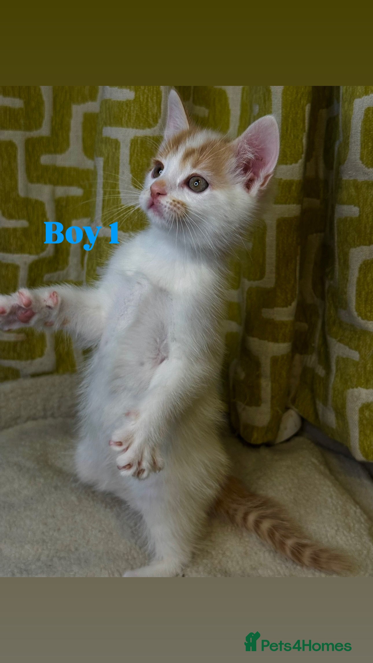 Mixed Breed cats 🐾 Beautiful Kittens Looking for Loving Homes 🐾 - Advert 4