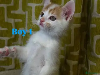 Mixed Breed cats 🐾 Beautiful Kittens Looking for Loving Homes 🐾 - Advert 4