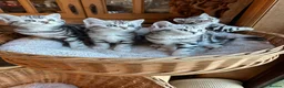 British Shorthair cats for sale: BSH stunning Silver Tabby kittens - Advert 25