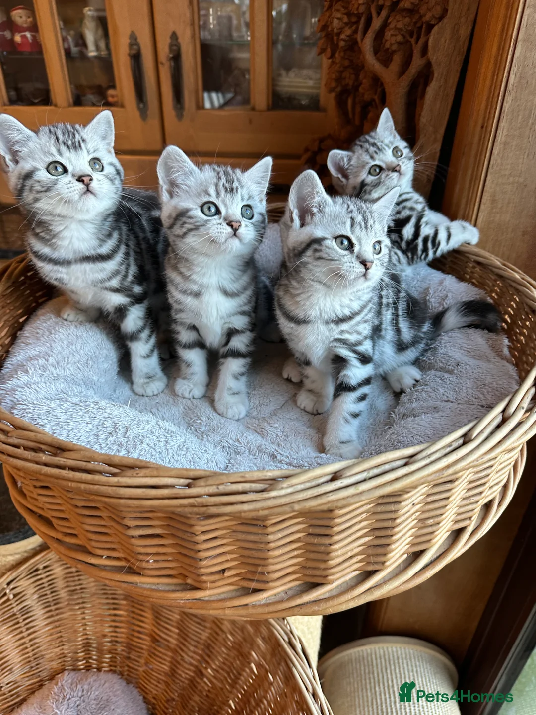 British Shorthair cats for sale: BSH stunning Silver Tabby kittens - Advert 25