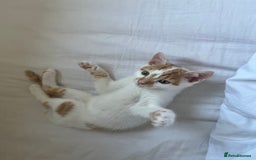 Domestic Shorthair cats for sale: Playful kitten for sale - Image 5
