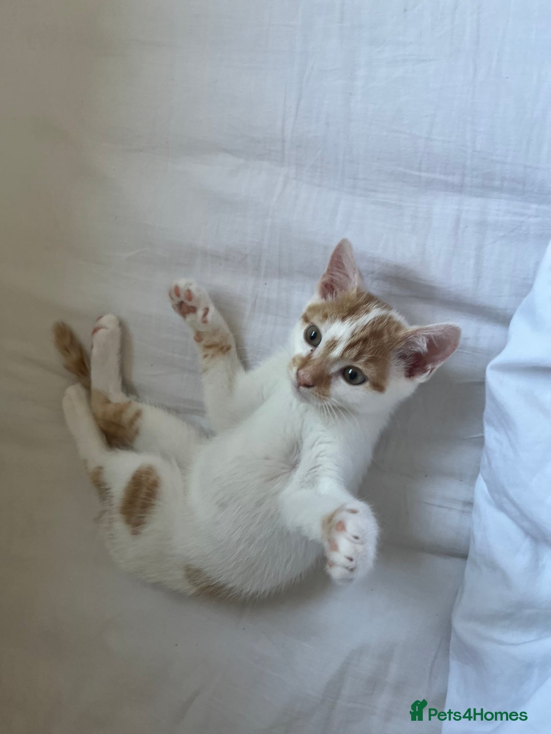 Domestic Shorthair cats for sale: Playful kitten for sale - Image 5