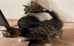 Bengal cats for sale: 2 male and 2 female kittens for sale x  - Image 9