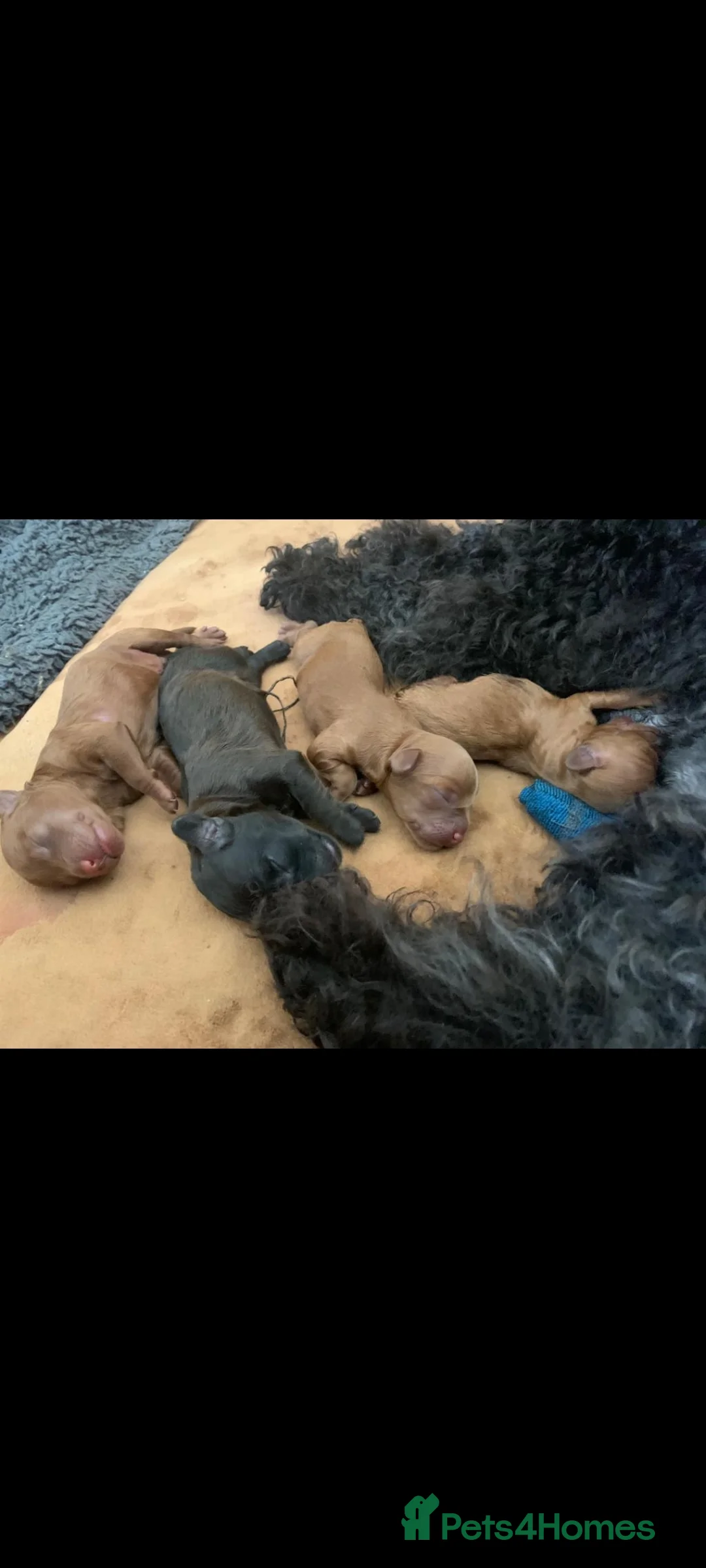 Cavapoo dogs for stud: Experienced, proven and health tested cavapoo stud in London - Advert 17