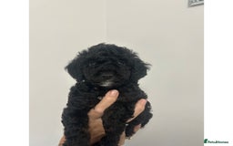 Cockapoo dogs for sale: 🐶ADORABLE F1B COCKAPOOS🐶  - Image 5
