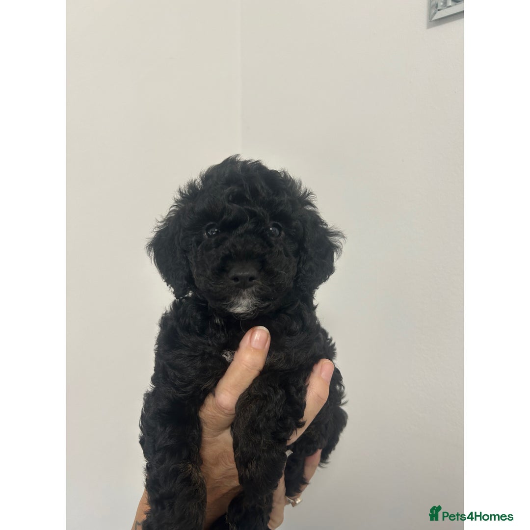 Cockapoo dogs for sale: 🐶ADORABLE F1B COCKAPOOS🐶  - Image 5