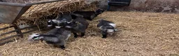 Goats livestock for sale: 12 week old Pygmy weather kids  - Advert 2