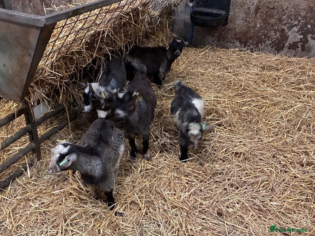 Goats livestock for sale: 12 week old Pygmy weather kids  - Advert 2