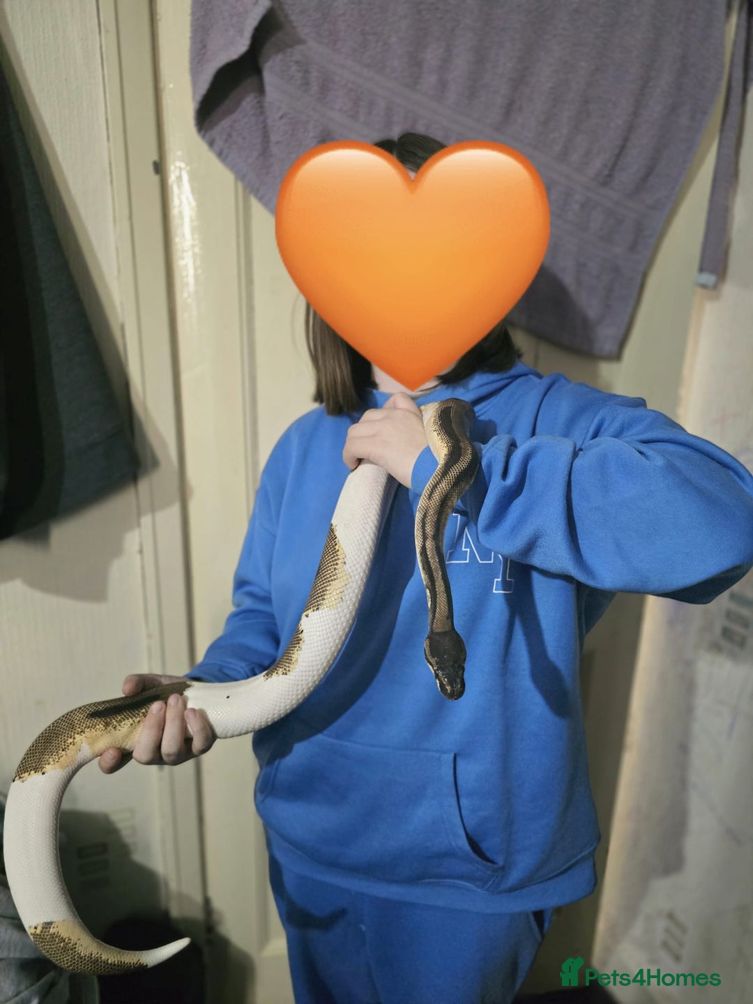 Snake reptiles for sale: Pied royal python ( male )  - Advert 2