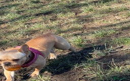 French Bulldog dogs for sale: Winnie French bulldog  - Image 5