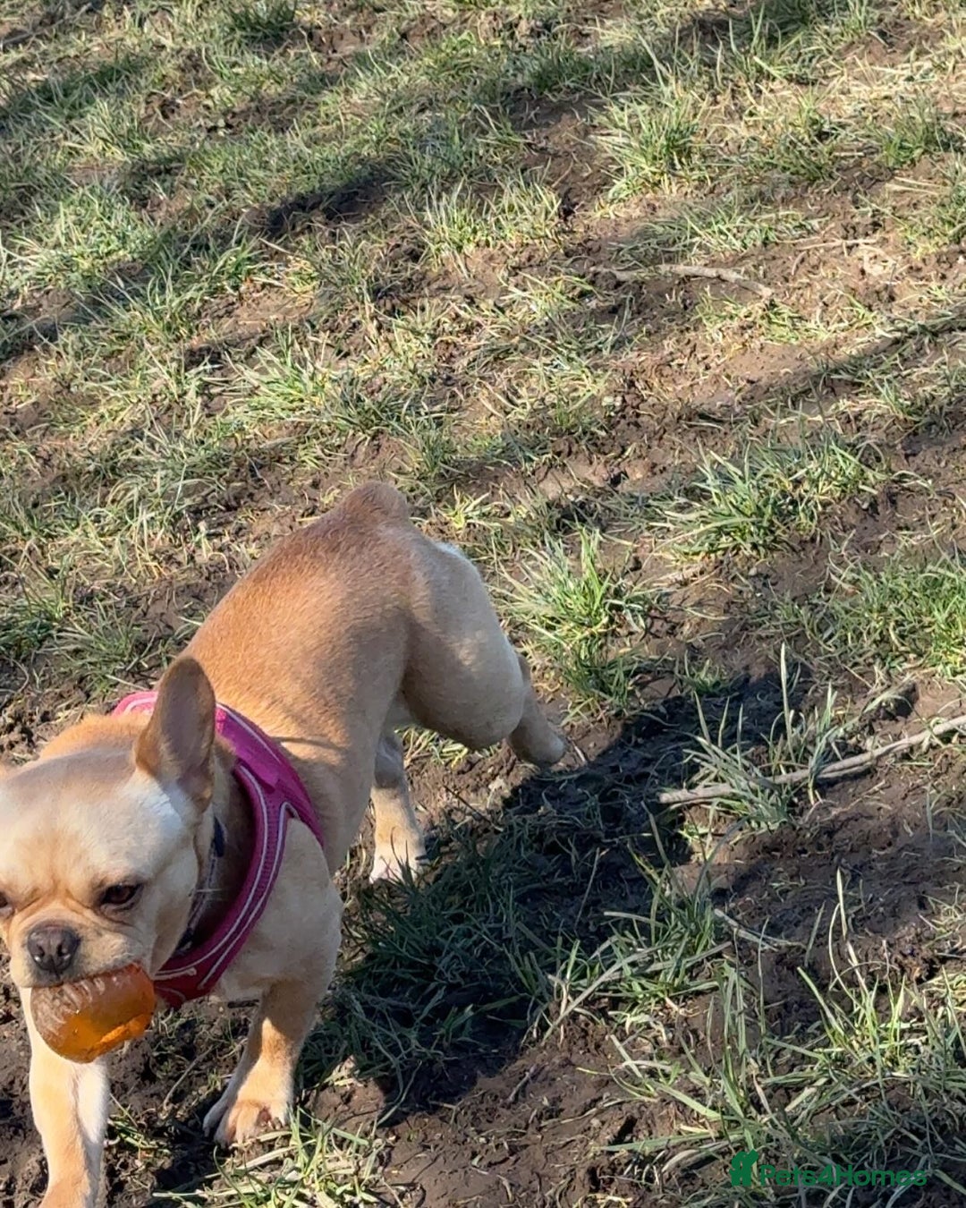 French Bulldog dogs for sale: Winnie French bulldog  - Image 5