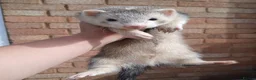 Ferret rodents for sale: 10 week old kits - Advert 9