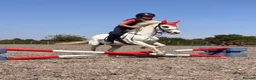 Welsh Section A horses for sale: Welsh Section A Pony in Aylesbury - Advert 4