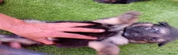 German Shepherd dogs for sale: German Shepherd Puppies  - Advert 20