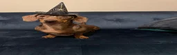 Miniature Dachshund dogs for sale: Mr & Mrs KC Miniature Dachshunds  - Advert 4