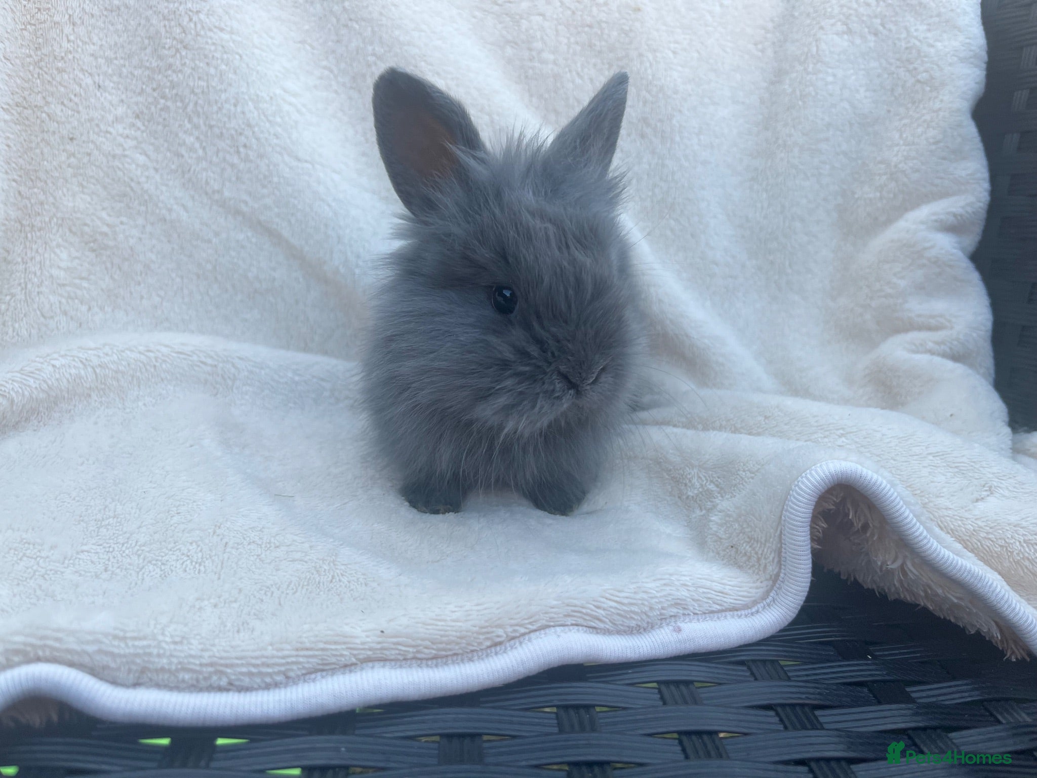 Mini Lion Lop rabbits Lion lops bunnies ready to leave 11th September - Advert 6