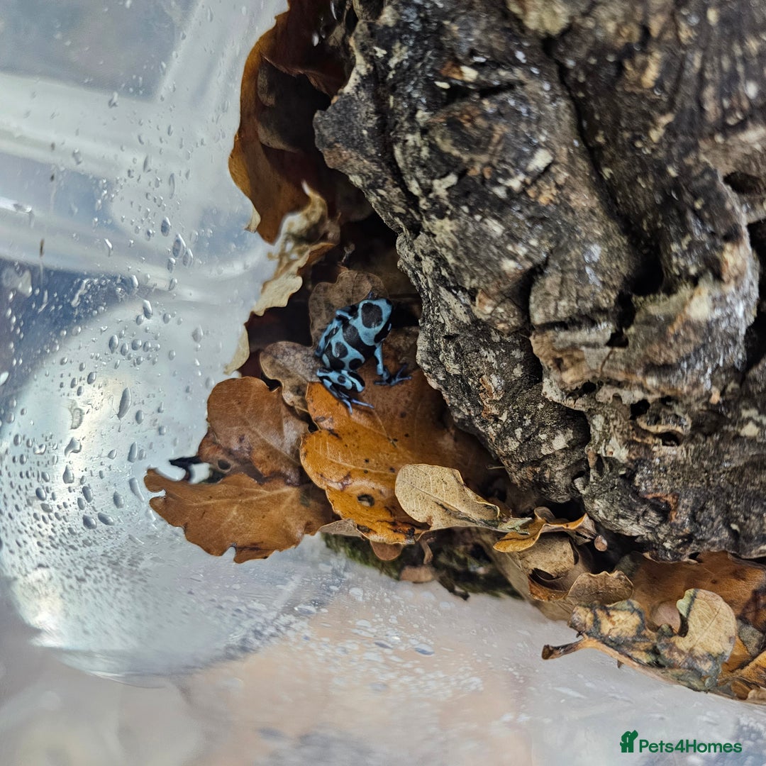 Frog reptiles for sale: Bioactive Planted 40×40×60cm Vivarium+2 dartfrogs  - Image 4