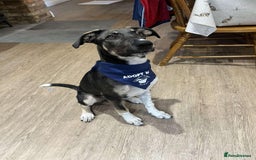 Mixed Breed dogs for adoption: Tonia  - Image 3