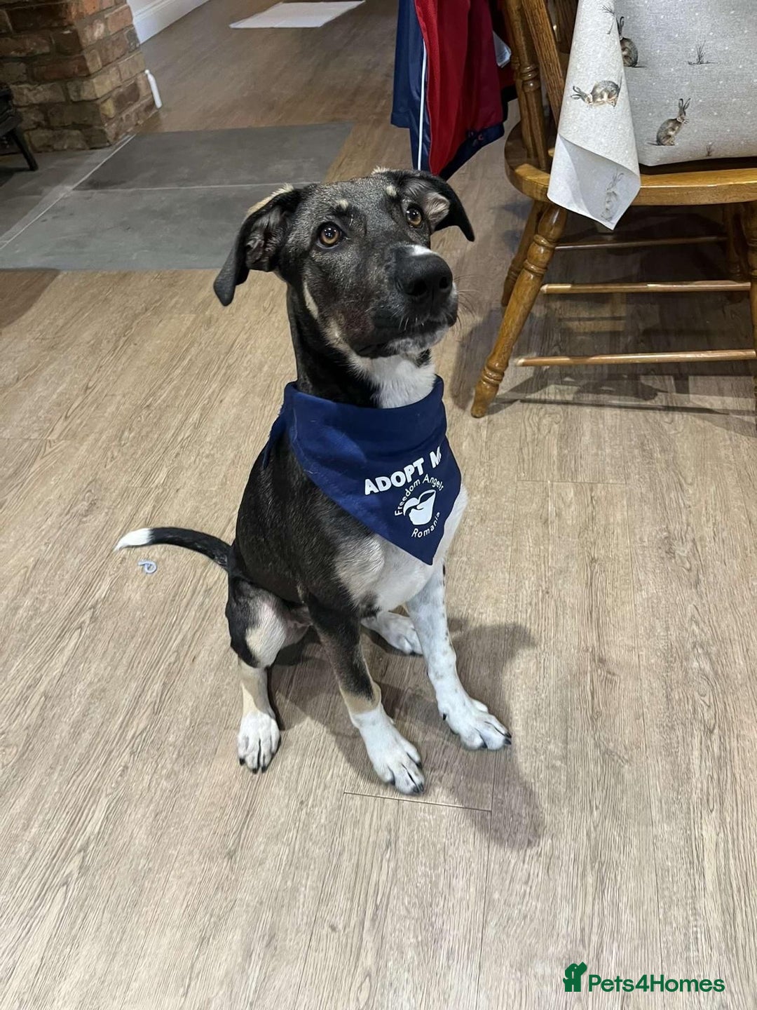 Mixed Breed dogs for adoption: Tonia  - Image 3