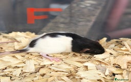 Rat rodents for sale: Friendly dumbo rats for sale  - Image 10