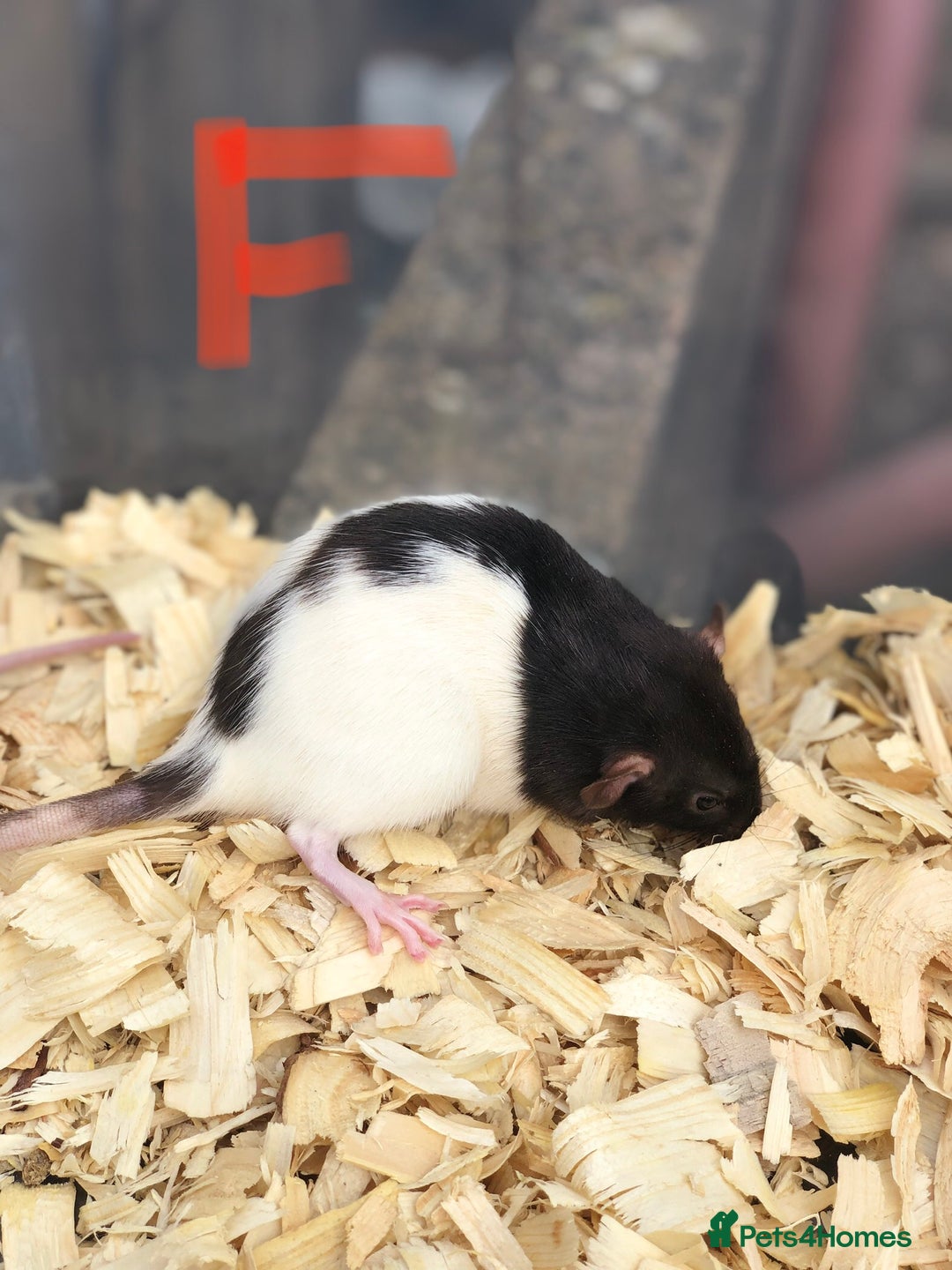 Rat rodents for sale: Friendly dumbo rats for sale  - Image 10
