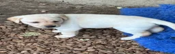 Labrador Retriever dogs for sale: Well handled Labrador puppies need a loving home - Advert 17