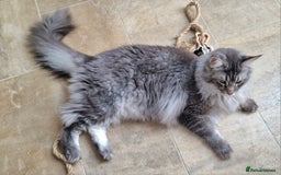 Maine Coon cats for sale: Two Maine Coon Brothers - Image 2