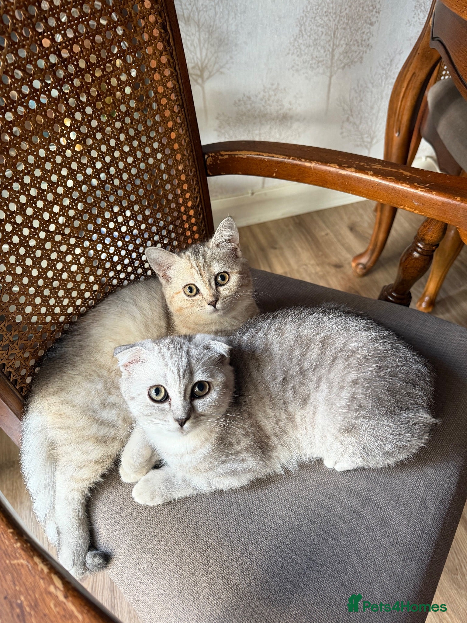 Scottish Fold cats Beautiful Scottish Fold/Straight Kittens  - Advert 1