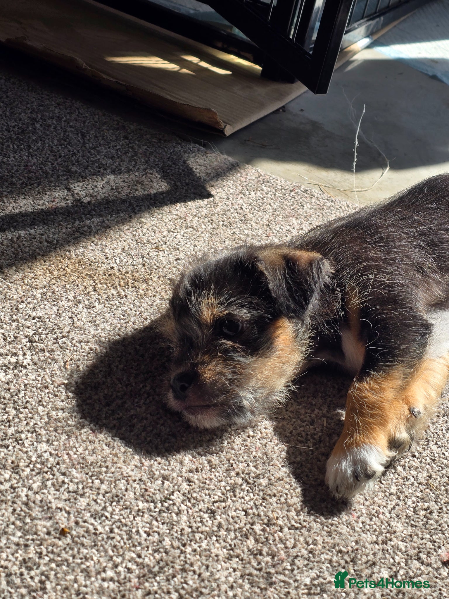 Mixed Breed dogs Shih Tzu X Jack Russell. Last 2 left! - Advert 6