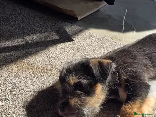 Mixed Breed dogs Shih Tzu X Jack Russell. Last 2 left! - Advert 6