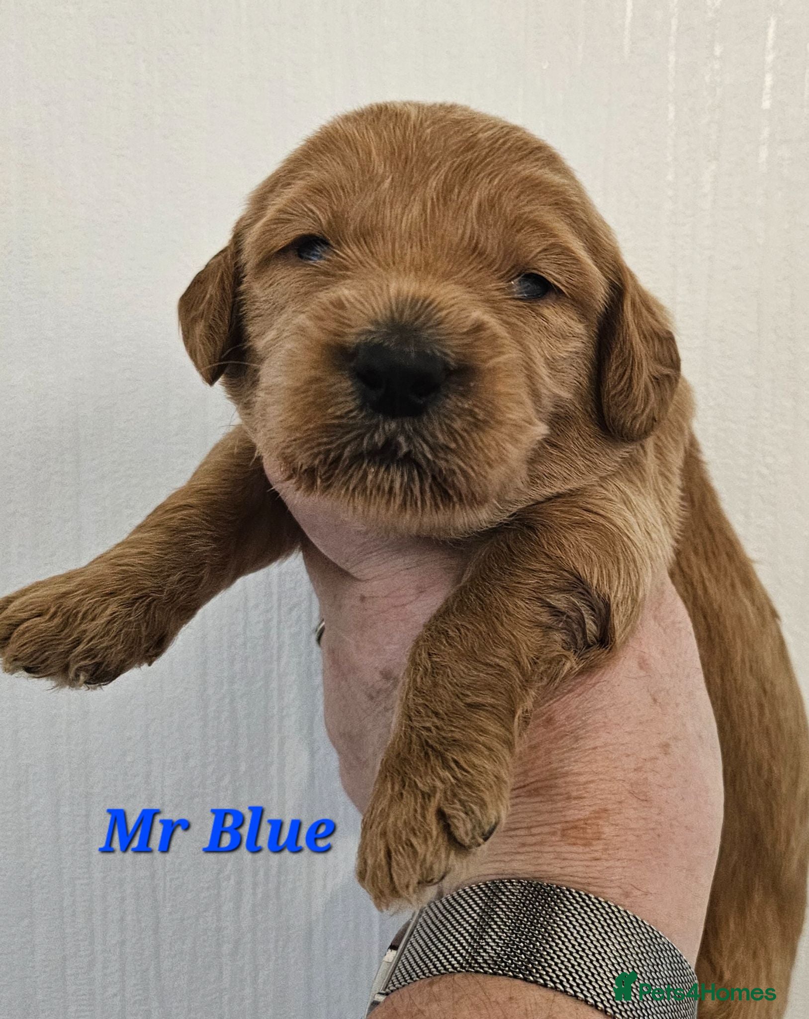 Mini Goldendoodle dogs Goldendoodle F1b  - Advert 2