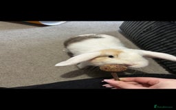 Mini Lop rabbits for sale: Holland lop or mini lop rabbit  - Image 3