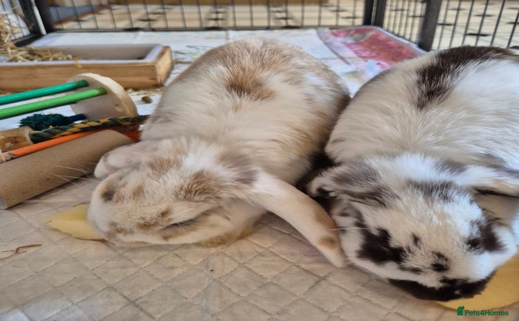 Mini Lop rabbits - Advert 7