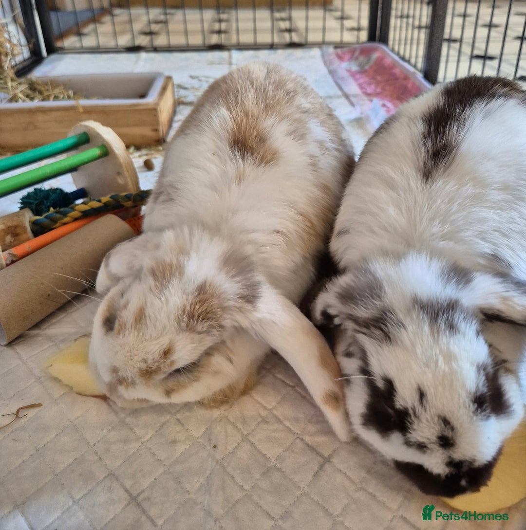 Mini Lop rabbits for sale: 2 mini lop indoor rabbits male - Image 1