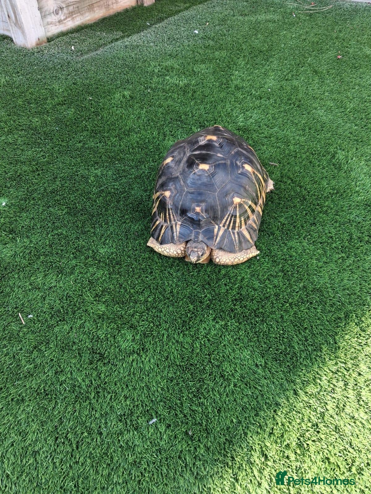 Tortoise reptiles Radiated Tortoise - Advert 1