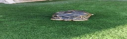 Tortoise reptiles for sale: Radiated Tortoise - Advert 1