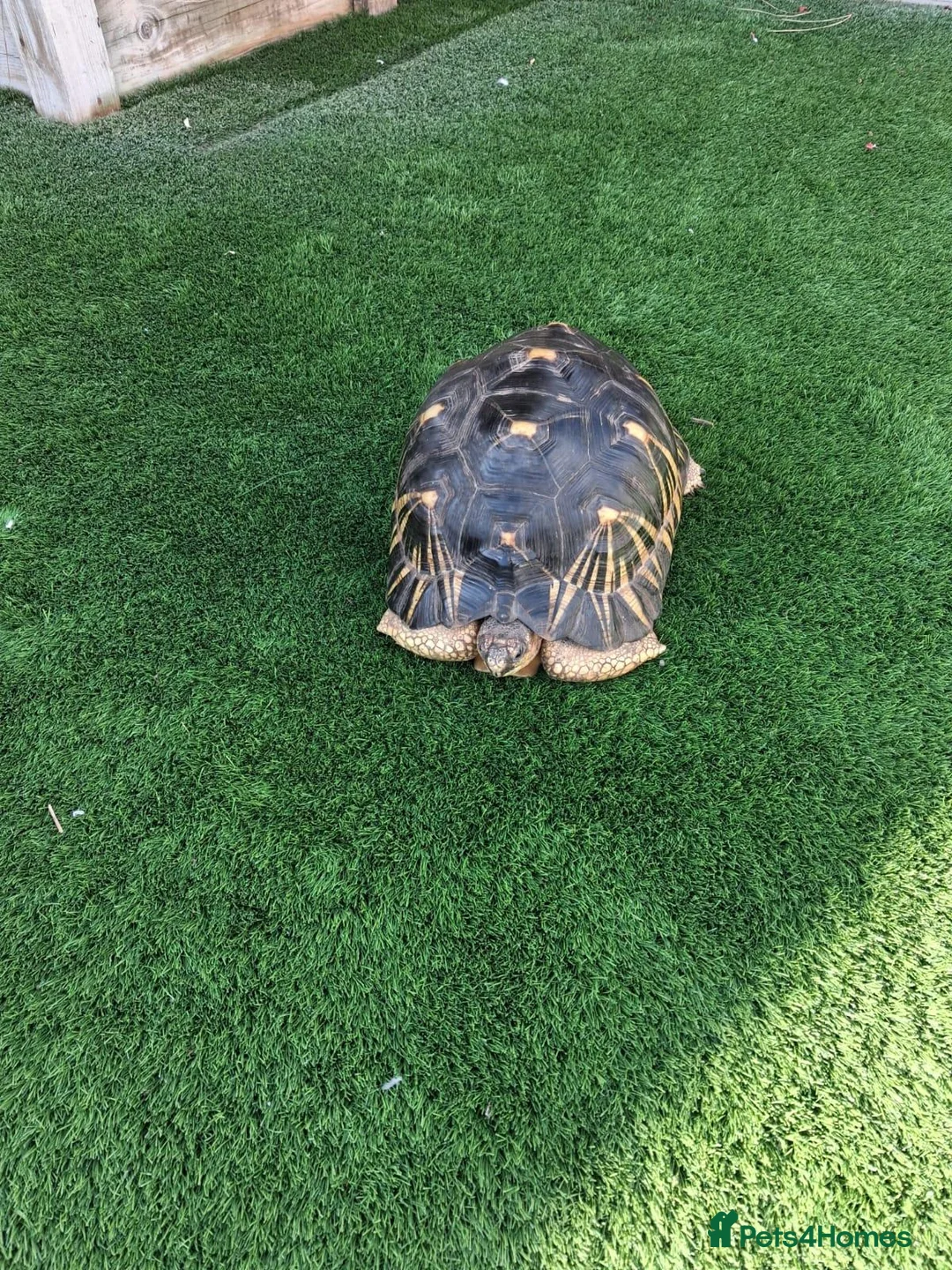 Tortoise reptiles for sale: Radiated Tortoise - Advert 1